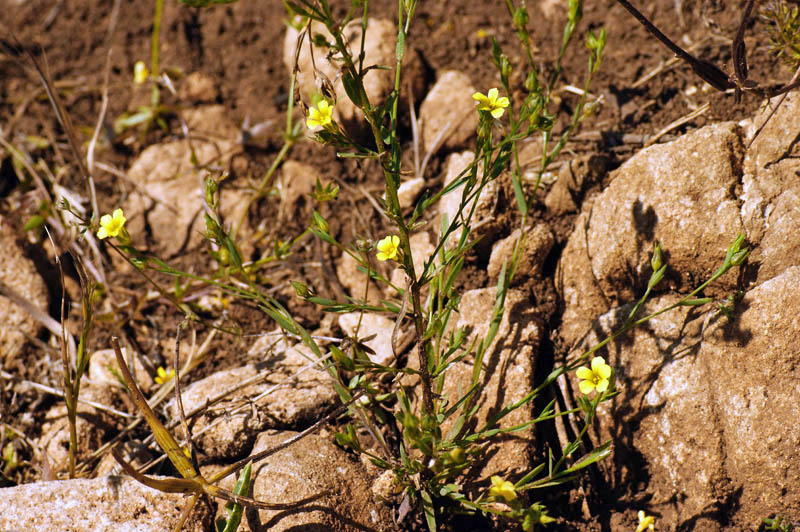 Linum trigynum